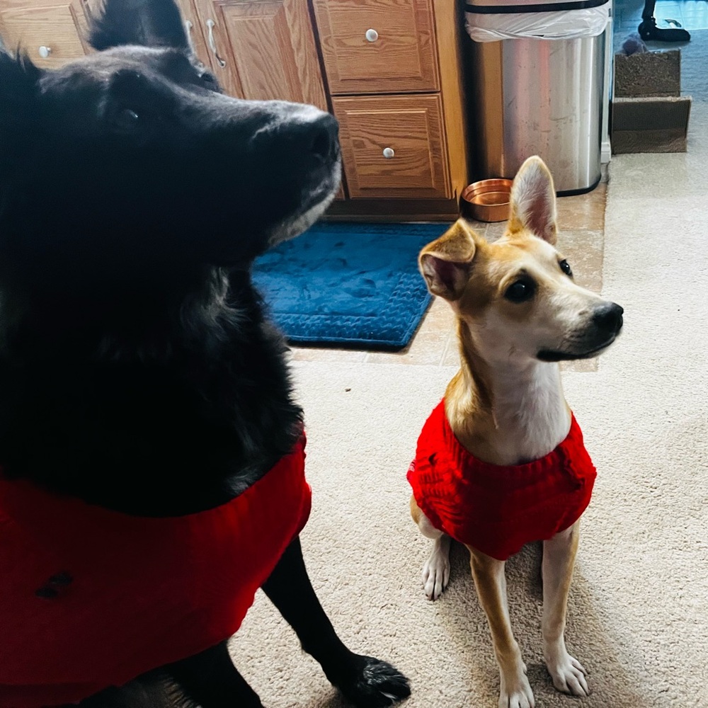 George & Luke 🖤💛 - Picture 7 of 8